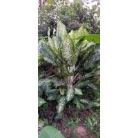 ราคา ต้นบัลลังเงินต้นไม้มงคลใบด่างต้นไม้ฟอกอากาศปลูกไว้ในบ้านเสริมบารมี (15220441930)