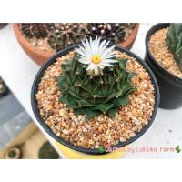 ราคา กลีบกระทง #กลีบกระทง #แคคตัส. ต้นแรกคือภาพตัวอย่างนะคะ (2691054193)