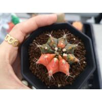 ราคา แคคตัส​ ยิมโนคาลิเซียม​ ไม้ด่างหัวสีออกส้ม​ GYMNO​ CALYCIUM​ CACTUS (3388534262)