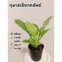 ราคา กุมารเรียกทรัพย์ ต้นไม้มงคล (8013604011)