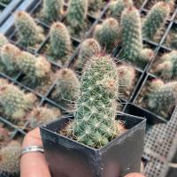 ราคา (ส่งไว)แมมหนามตะขอแดง กระบองเพชร กระถาง 2 นิ้ว(ต้นไม้ส่งทั้งกระถาง) (18075233886)