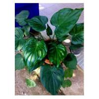 ราคา ว่านนางกวัก ว่านมงคล ไม้มงคล ช่วยกวักเงินกวักทองเรียกโชคลาภ (11002954355)