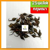 ราคา เมล็ด​พันธุ์​ กฤษณา​ 25เมล็ด​ ต้นกฤษณา (22028570389)