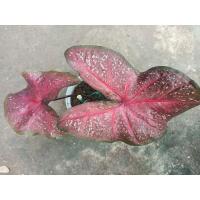 ราคา พระพันวษา บอนสีตับขุนช้างขุนแผน (12535148129)