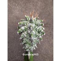 ราคา แอสโตร Astrophytum Astrobergia แอสโตรไฟตั้ม kikko Leuctembergia principis แอสโตรไฟตัม กิ๊กโกะ ออร์นาตัม (22819973945)