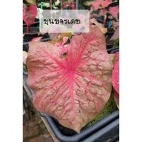 ราคา ขุนขจรเดชบอนสี#บอนเก่า,ไม้หายาก,ตับขุนช้างขุนแผน (13384936844)