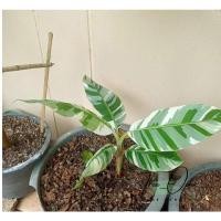 ราคา กล้วยด่างฟลอริด้าลายสวย (14612275784)