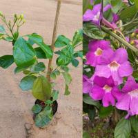 ราคา ต้นม่วงมณีรัตน์ ชำกิ่ง ไม้เถาเลื้อย ดอกสีม่วงสวย ติดดอกทั้งปี (18474534415)