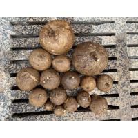 ราคา บัวบกโขด/บัวบกป่า/Stephania erecta (4055490377)