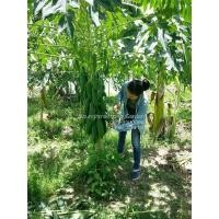 ราคา เมล็ดมะละกอ(ส้มตำ)​แขกนวลดำเนินต้นเตี้ย (8219138416)