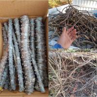 ราคา บอระเพ็ดตัดสด 1 กิโลกรัม (11259413062)