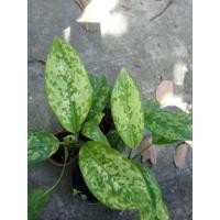 ราคา ต้นเศรษฐีเรือนทอง​ อโกลนีมา​ ไม้มงคล​ ส่งแบบหุ้มราก (15612101120)