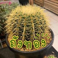 ราคา [cactus] ถังทอง ไม้มงคล (9757949725)