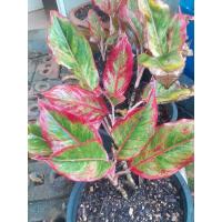 ราคา ต้นแสงเงินแสงทองจำหน่ายเป็นต้น (11255952316)