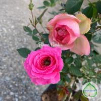 ราคา F443 กุหลาบ 2 สายพันธุ์ใน 1 ต้น (หนูฮอลแลนด์+ชาร์มมิ่งเปียโน) พร้อมส่ง 2 สีใน1ต้น (9244758820)