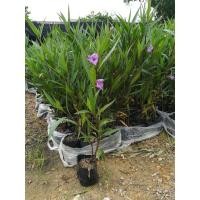 ราคา ต้นต้อยติ่ง ดอกม่วง ไม้ประดับ ชุดละ 2 ถุง (11930589442)