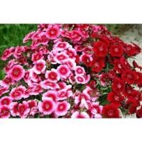 ราคา เมล็ดดอกผีเสื้อ คละแบบคละสี Dianthus flower (7975053117)