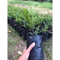 ราคา พร้อมส่ง ต้นล่ำซำ ต้นหูหนู Black Ebony #ขนาดกลาง ต้นกล้าล่ำซำ แข็งแรงพร้อมโต ปลูกง่าย ปลูกขายต่อกำไรงาม ต้นไม้กระแส (10214632578)