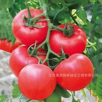 ราคา เมล็ดพันธุ์มะเขือเทศลูกท้อ 30 เมล็ด (23267165857)