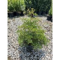 ราคา หูกระจงแคระ กระถาง 11 นิ้ว (12390606206)