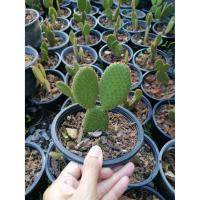 ราคา ต้นหูกระต่าย หูมิกกี้เม้าส์​ จุดแดง แคคตัส โอพันเทีย Opuntia microdasys ใบเสมา กระถาง 6" (4588434253)