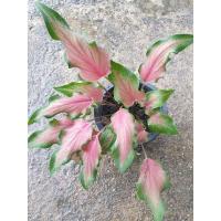 ราคา บอนสี บอนสีดาบฟ้าฟื้น (21316082453)