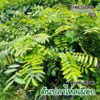 ราคา ต้นปลาไหลเผือก จัดส่งไว (17065543876)