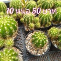 ราคา หน่อดาวล้อมเดือน (เด็ดสด) ขนาด 1.5-3.0 cm (10 หน่อขึ้นไป) อิชินอป แคคตัส กระบองเพชร (3032557302)