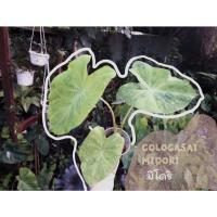 ราคา มิโดริ colocasia midori (16990281798)