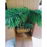 ราคา ชะอมไร้หนาม1ชุด10ต้นหรือหนามน้อยนิยมตัดยอดทานขายสร้างรายได้ปักชำรากแน่นพร้อมปลูกแตกใบมีจำกัด (18688332362)