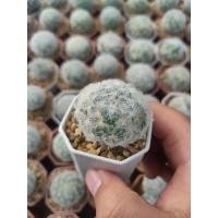 ราคา แมมขนนกขาว Mammillaria plumosa ️️️ (21317346918)