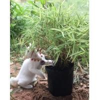 ราคา หญ้าแมว ต้นไผ่แมว ต้นไผ่เงินพร้อมทานไม่ต้องรอปลูก‼️มีสินค้าพร้อมส่ง (1322103865)