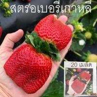 ราคา สตรอเบอรี่ยักษ์เกาหลี ถูกที่สุด 10 บ.เมล็ดพันธุ์สตรอเบอรี่ยักษ์เกาหลี20เม็ดนำเข้า พันธุ์แท้ 100% ☘️ปลูกง่าย (10434562627)