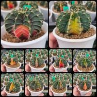 ราคา ยิมโนด่างสวยๆ DL Cactus 9/3/21 (GYMNOCALYCIUM ) LB Hybrid (6964884309)
