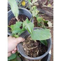 ราคา กล้วยหอมแคระ ต้นกล้วยแคระ ส่งทั้งกระถาง8นิ้ว (11821122970)