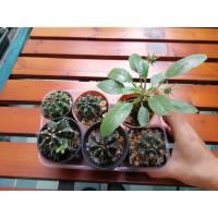 ราคา กระบองเพชร cactus มะพร้าวทะเลทราย ยิมโนไม้เมล็ด (6687485602)