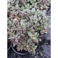 ราคา ต้นเกล็ดทับทิม ไม้มงคลคลุมดิน สีสันสวยงาม พร้อมกระถาง 5” (6657790712)