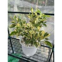 ราคา ต้นส้มจี๊ดด่างนำโชค ไม้มงคล (6793529076)