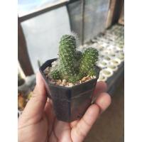 ราคา รีบูเทียดอกขาว แคคตัส กระบองเพชรราคาถูก (11163937309)