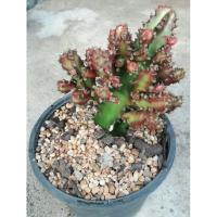 ราคา ต้นกระบองเพชร แคคตัส ยิมโน ยูโฟเบีย (4547274638)