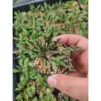 ราคา ยูโฟเบียไดโนเสาร์ ใบหยัก Euphorbia decaryi Guillaumin var. spirosticha (14069982201)