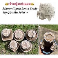 ราคา เมล็ด Mammillaria Lenta Seeds - เลนต้า แคคตัส (4163638131)