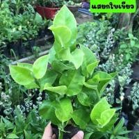 ราคา ต้นแสยกแสยกใบเขียว กวักเงินใบเขียว ไม้โบราณ ไม้พุ่ม ขายพร้อมถุงชำ รากเต็มพร้อมปลูก (14740059644)