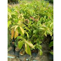 ราคา ต้นมันปู สมุนไพร กินใบอ่อน (8726907962)