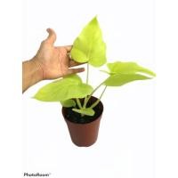 ราคา ฟิโลเดนดรอน มะละกอสีทอง ไม้สีทอง กระถาง 5นิ้ว (9876544075)