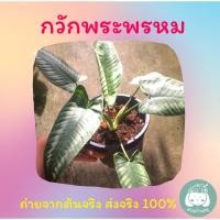 ราคา กวักพระพรหม สวนบ้านครู (10946832275)