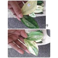 ราคา ใบกวักมรกตด่าง2ใบคู่ติดก้านชมพู (11410354621)