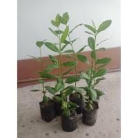 ราคา ต้นกันเกรา ต้นสูงประมาณ 40-50cm.(2ต้น/ชุด) (4139717549)