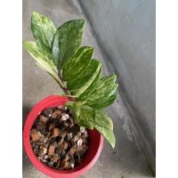 ราคา กวักมรกต ด่างเทพทุกใบ ก้านชมพูจัด (5593901554)