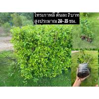 ราคา ต้นไทรเกาหลี ไทรตกแต่งบ้าน ทำเป็นรั้วบ้าน พร้อมปลูกลงดิน ต้นแข็งแรง ขั้นต่ำ 10 ต้น สูงประมาณ 50-65 cm.สินค้าพร้อมส่ง (12648490991)
